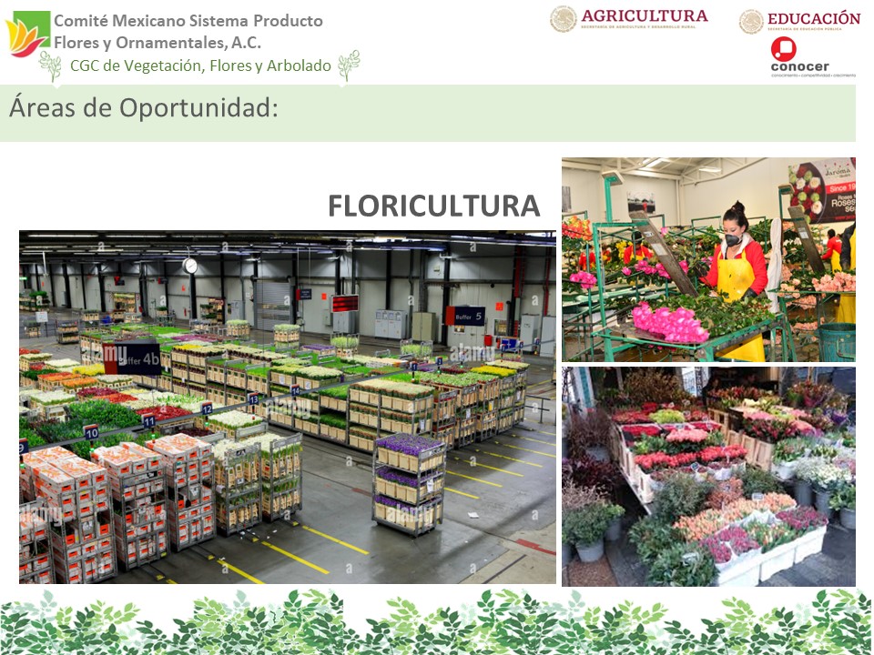 Diapositiva13